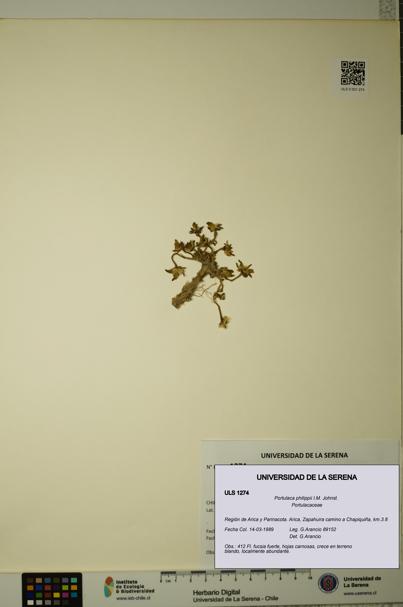 Portulaca philippii [Espécimen: ULS:ULS:0001274]