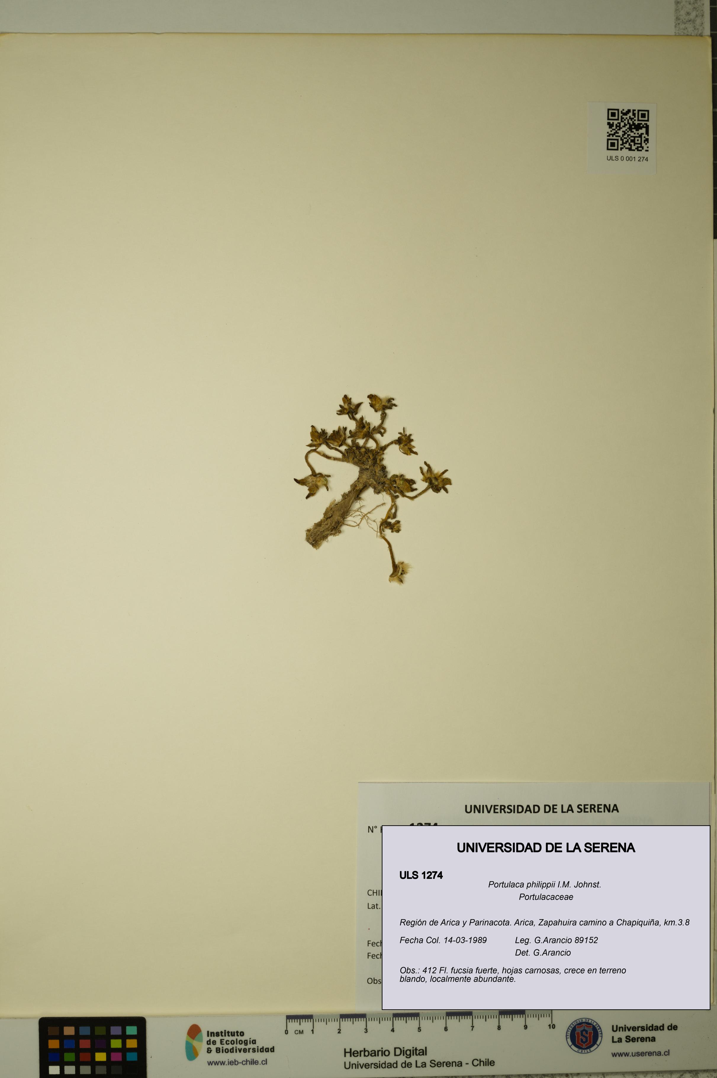 Portulaca philippii [Espécimen: ULS:ULS:0001274]