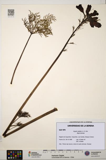 Argylia radiata [Espécimen: ULS:ULS:0001374]