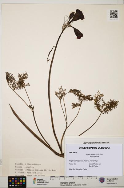 Argylia radiata [Espécimen: ULS:ULS:0001375]