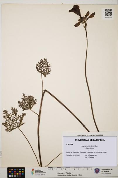 Argylia radiata [Espécimen: ULS:ULS:0001376]
