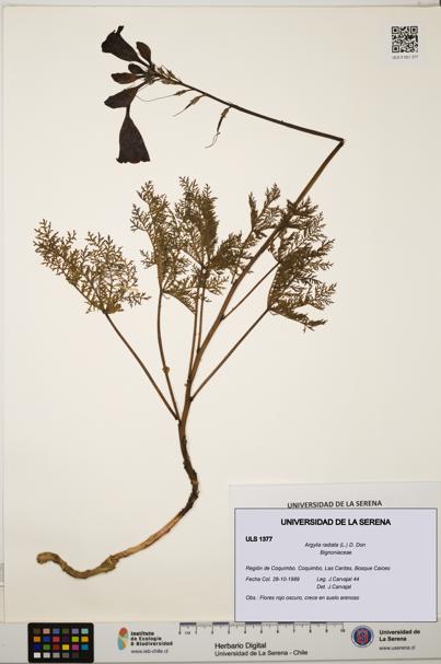 Argylia radiata [Espécimen: ULS:ULS:0001377]
