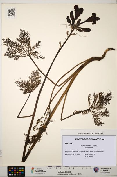 Argylia radiata [Espécimen: ULS:ULS:0001378]