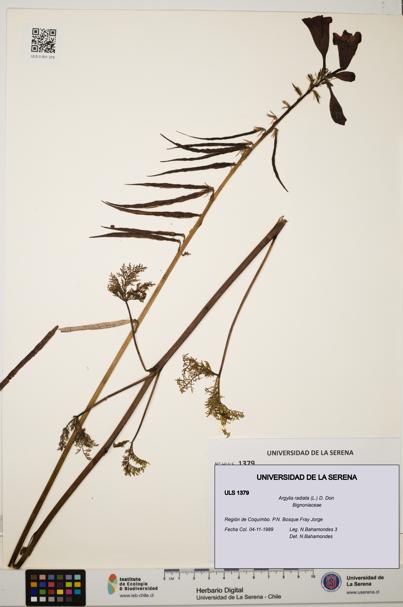 Argylia radiata [Espécimen: ULS:ULS:0001379]