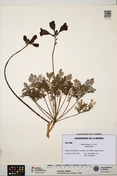 Argylia radiata [Espécimen: ULS:ULS:0001380]