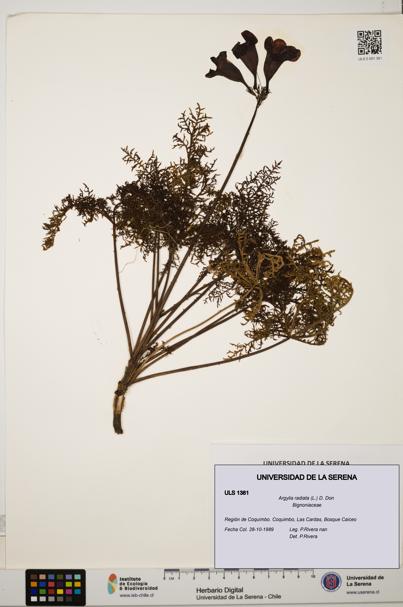 Argylia radiata [Espécimen: ULS:ULS:0001381]