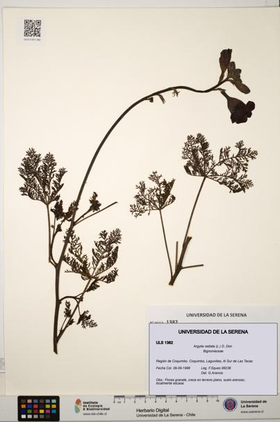 Argylia radiata [Espécimen: ULS:ULS:0001382]