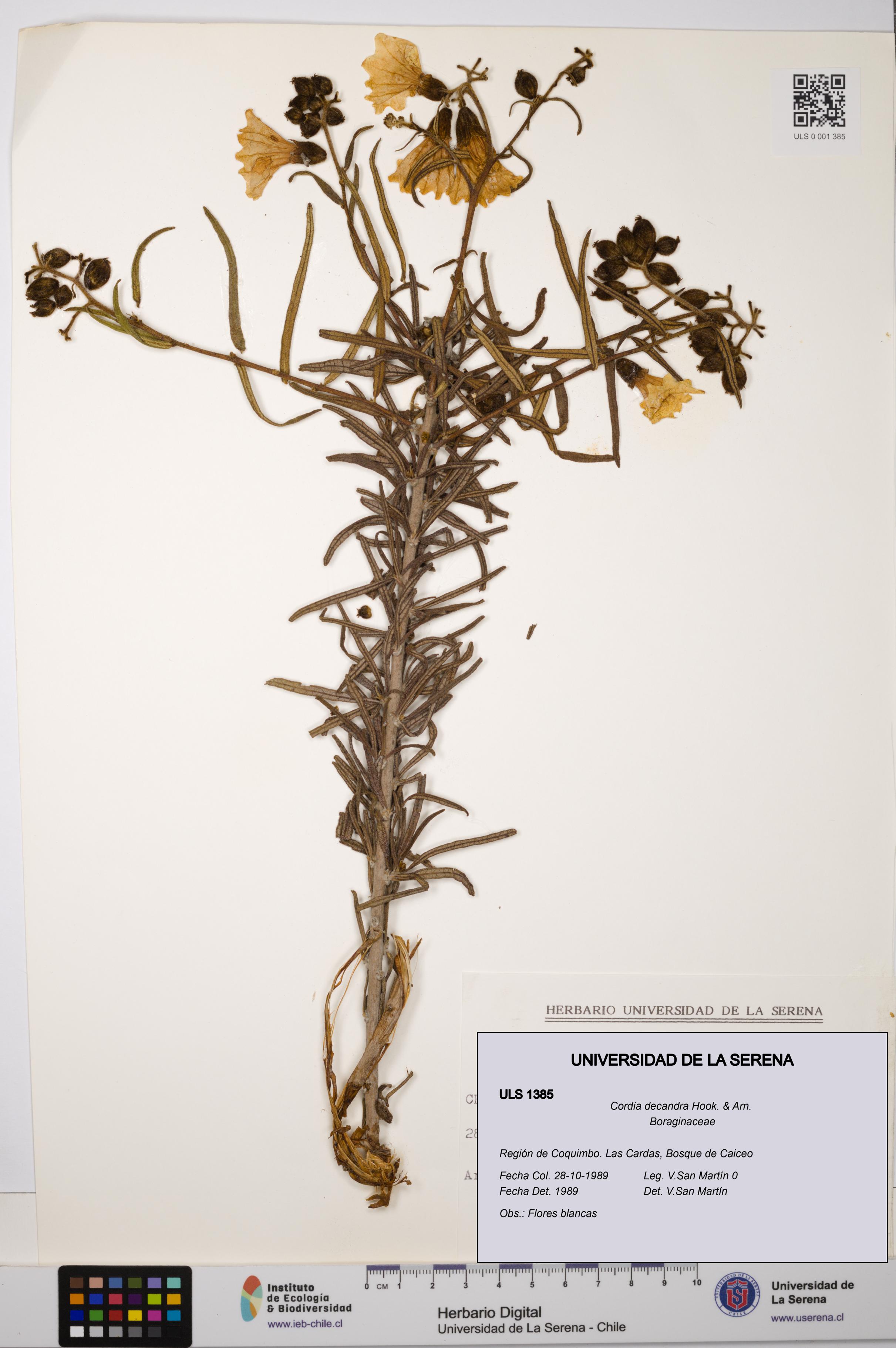 Cordia decandra [Espécimen: ULS:ULS:0001385]