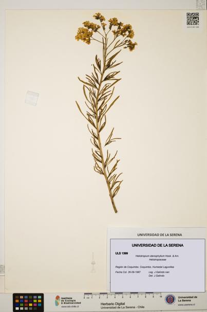 Heliotropium stenophyllum [Espécimen: ULS:ULS:0001399]