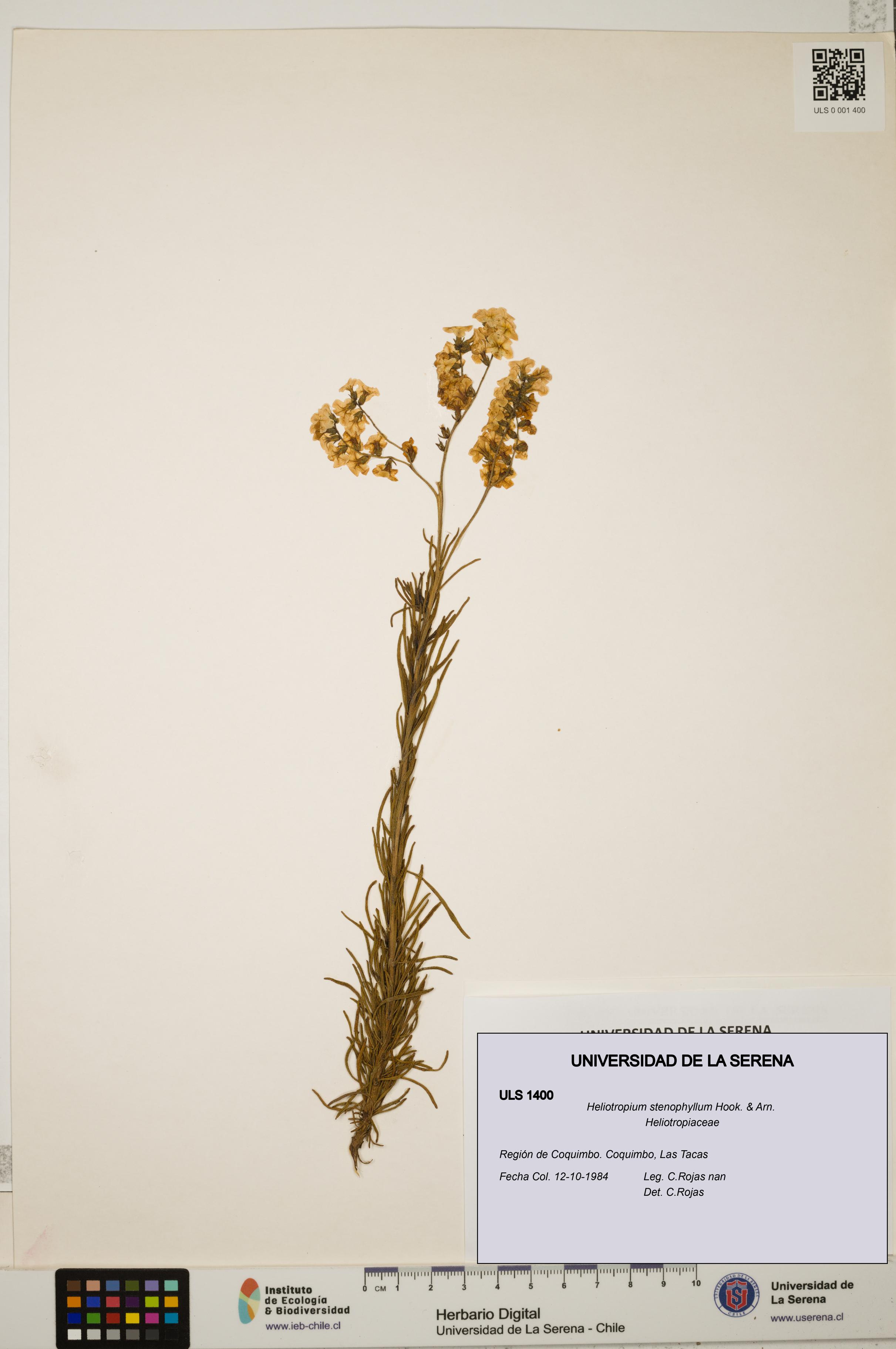 Heliotropium stenophyllum [Espécimen: ULS:ULS:0001400]