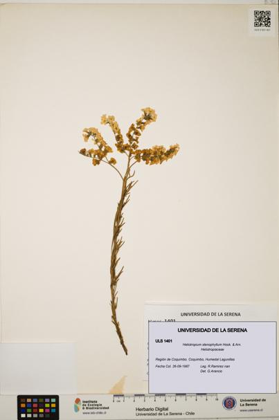 Heliotropium stenophyllum [Espécimen: ULS:ULS:0001401]
