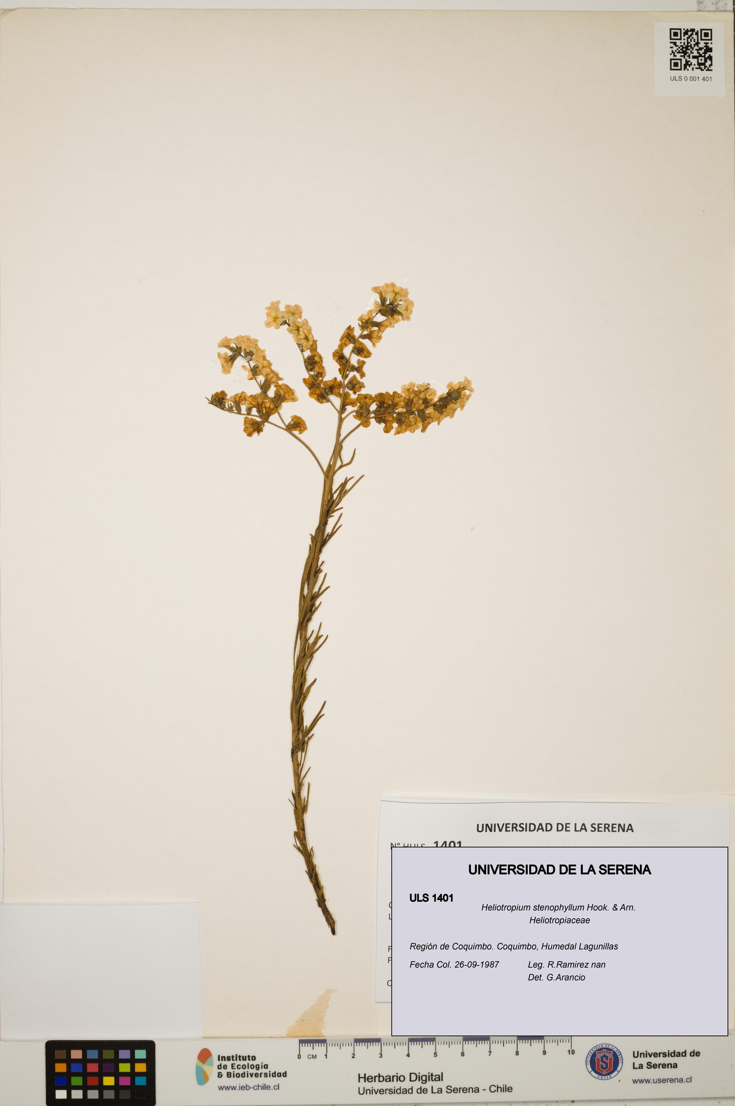 Heliotropium stenophyllum [Espécimen: ULS:ULS:0001401]