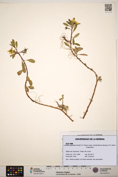 Ludwigia peploides subsp. montevidensis [Espécimen: ]