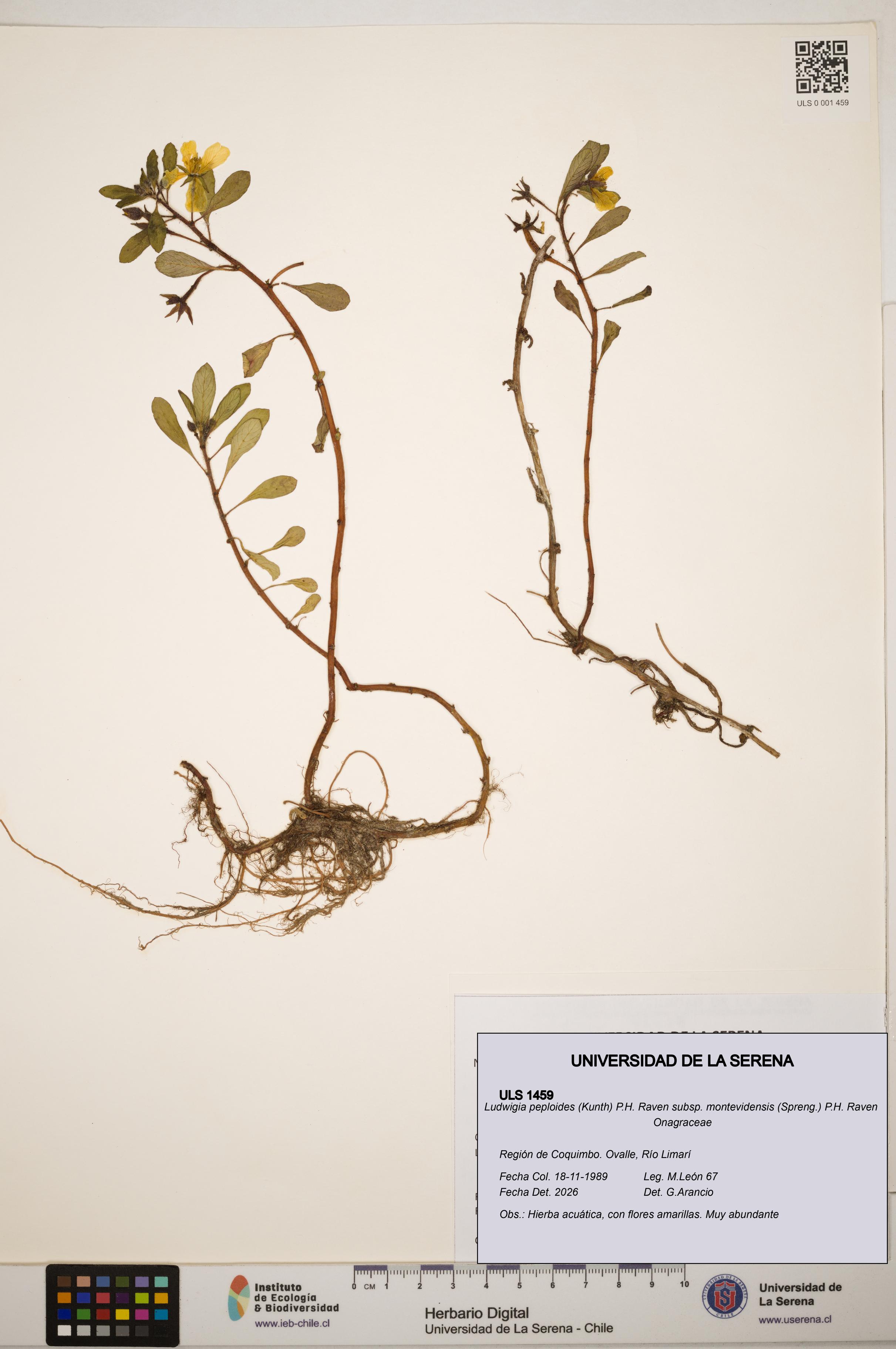 Ludwigia peploides subsp. montevidensis [Espécimen: ]