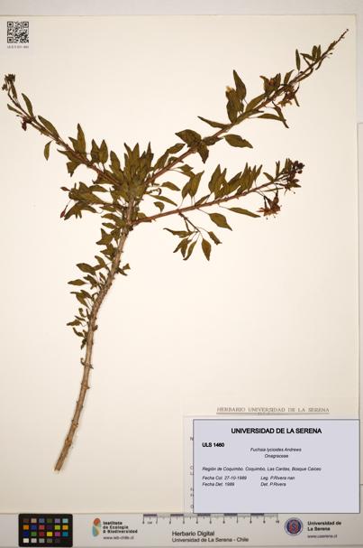Fuchsia lycioides [Espécimen: ]