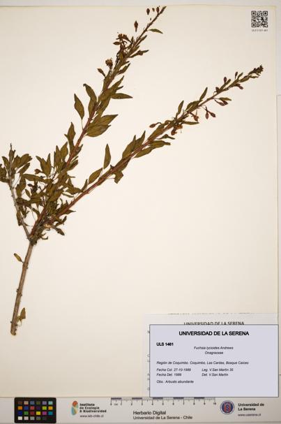 Fuchsia lycioides [Espécimen: ]