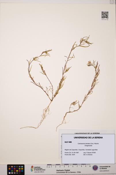 Camissonia dentata [Espécimen: ULS:ULS:0001462]