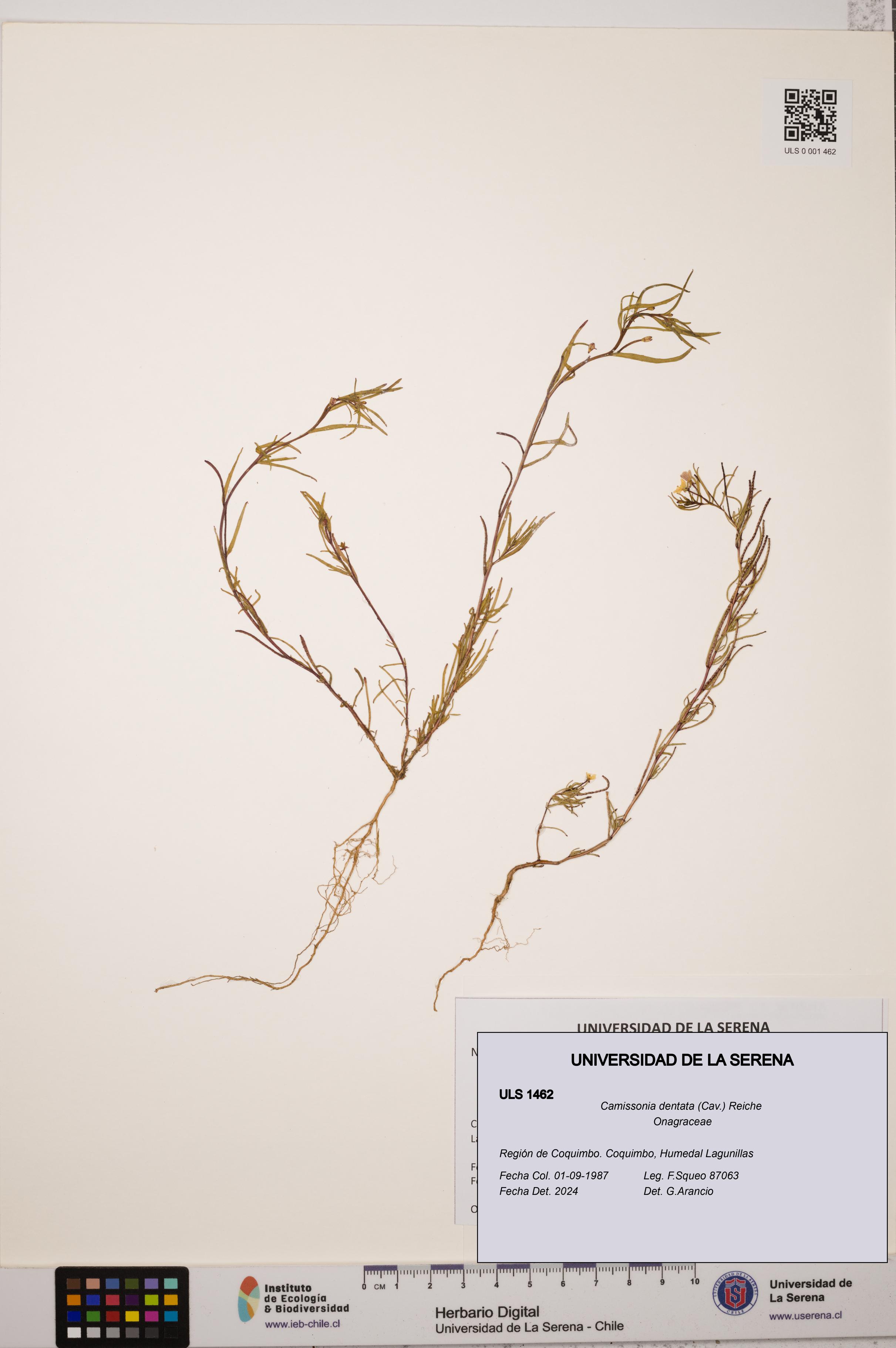 Camissonia dentata [Espécimen: ULS:ULS:0001462]
