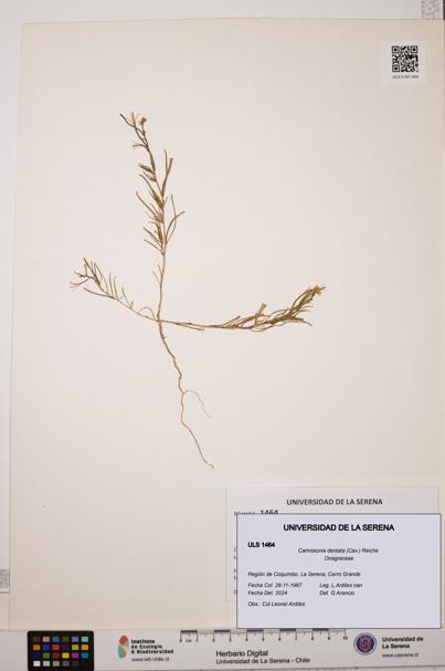 Camissonia dentata [Espécimen: ULS:ULS:0001464]