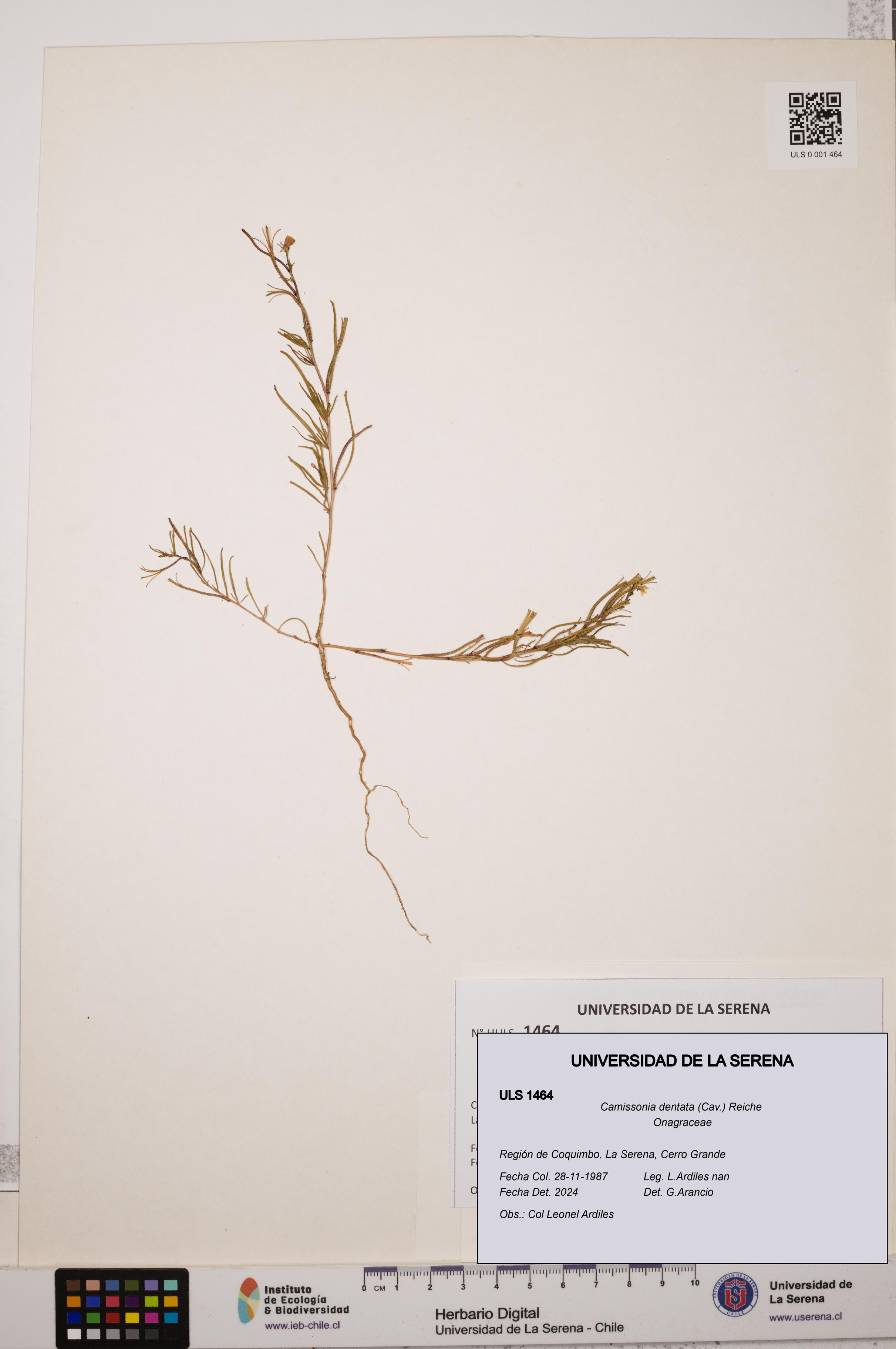 Camissonia dentata [Espécimen: ULS:ULS:0001464]