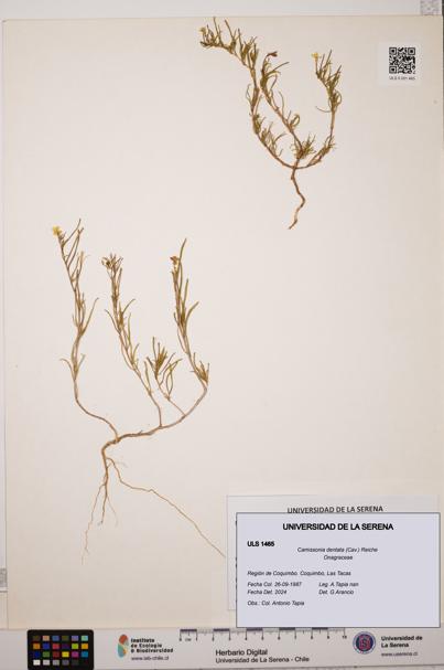 Camissonia dentata [Espécimen: ULS:ULS:0001465]