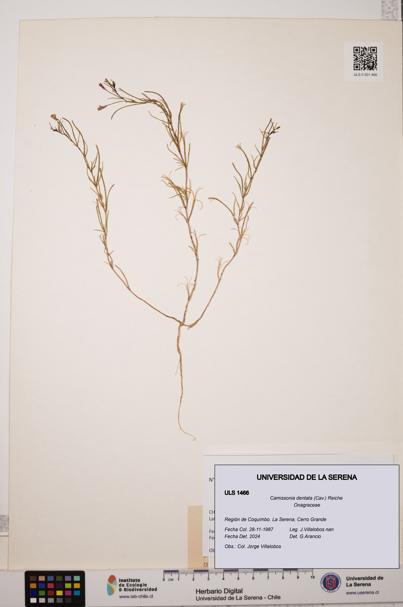 Camissonia dentata [Espécimen: ULS:ULS:0001466]