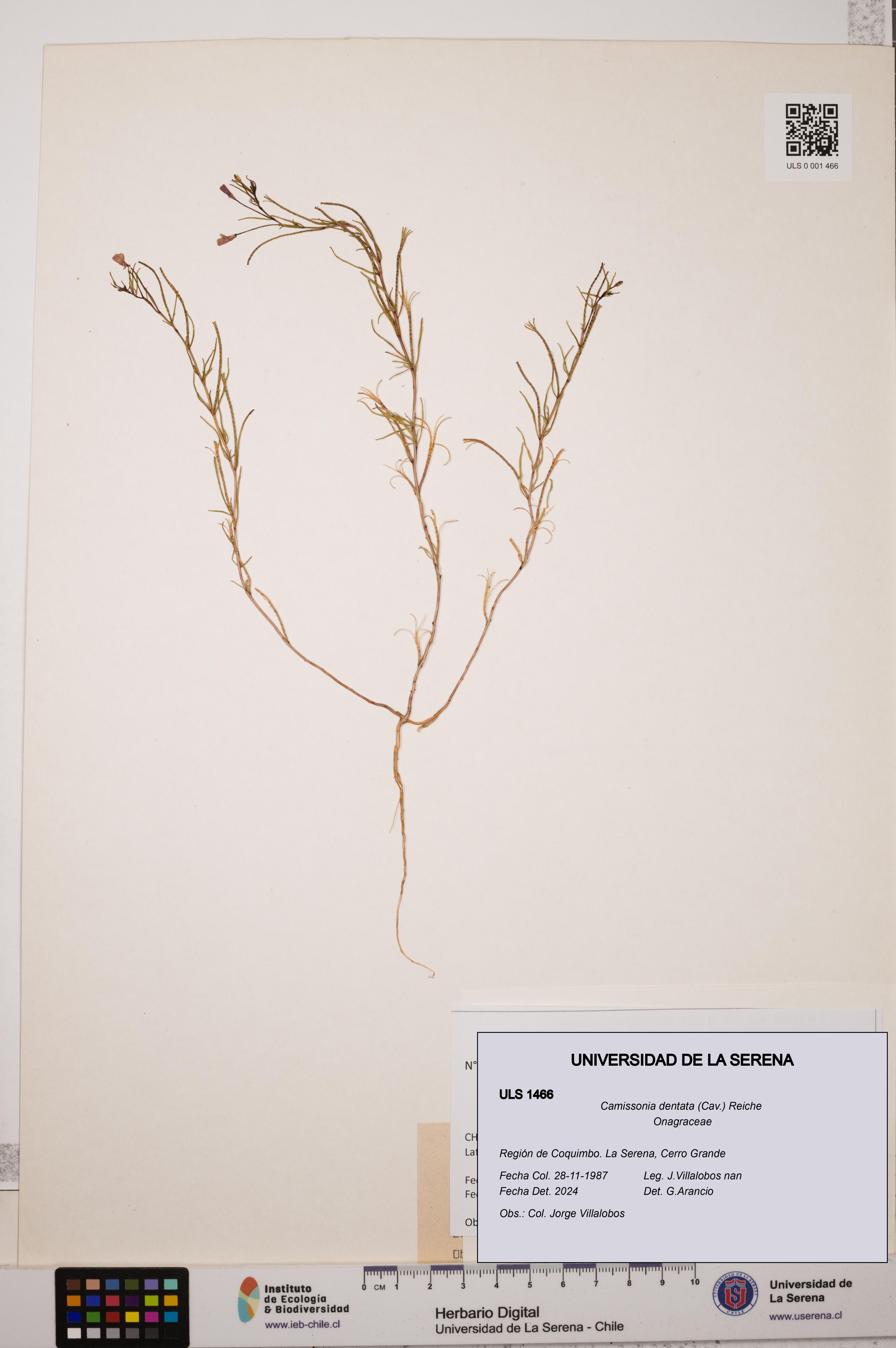 Camissonia dentata [Espécimen: ULS:ULS:0001466]