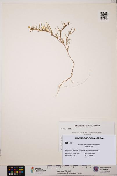 Camissonia dentata [Espécimen: ULS:ULS:0001467]