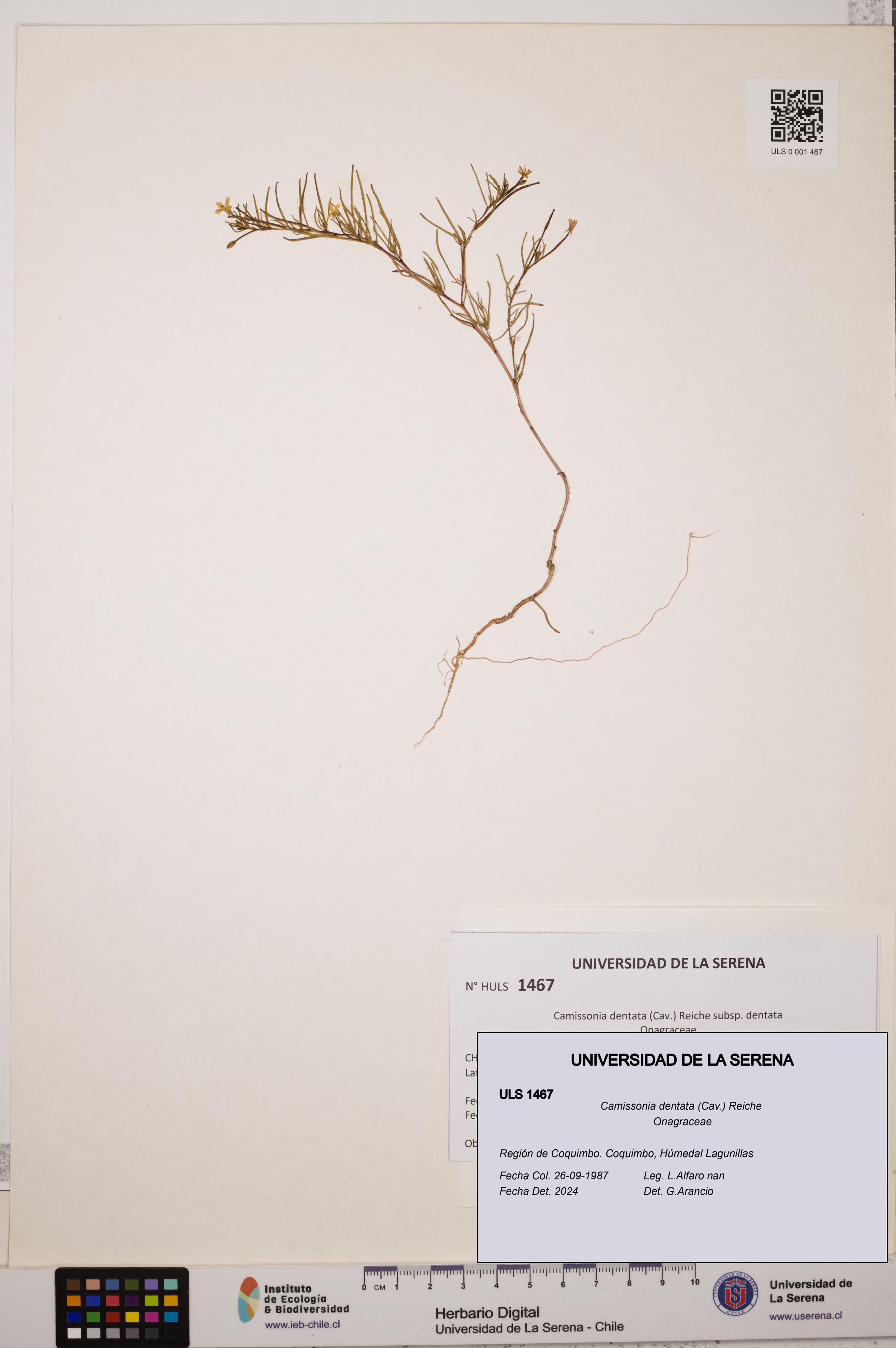 Camissonia dentata [Espécimen: ULS:ULS:0001467]