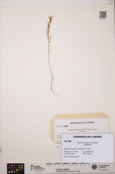 Camissonia dentata [Espécimen: ULS:ULS:0001468]