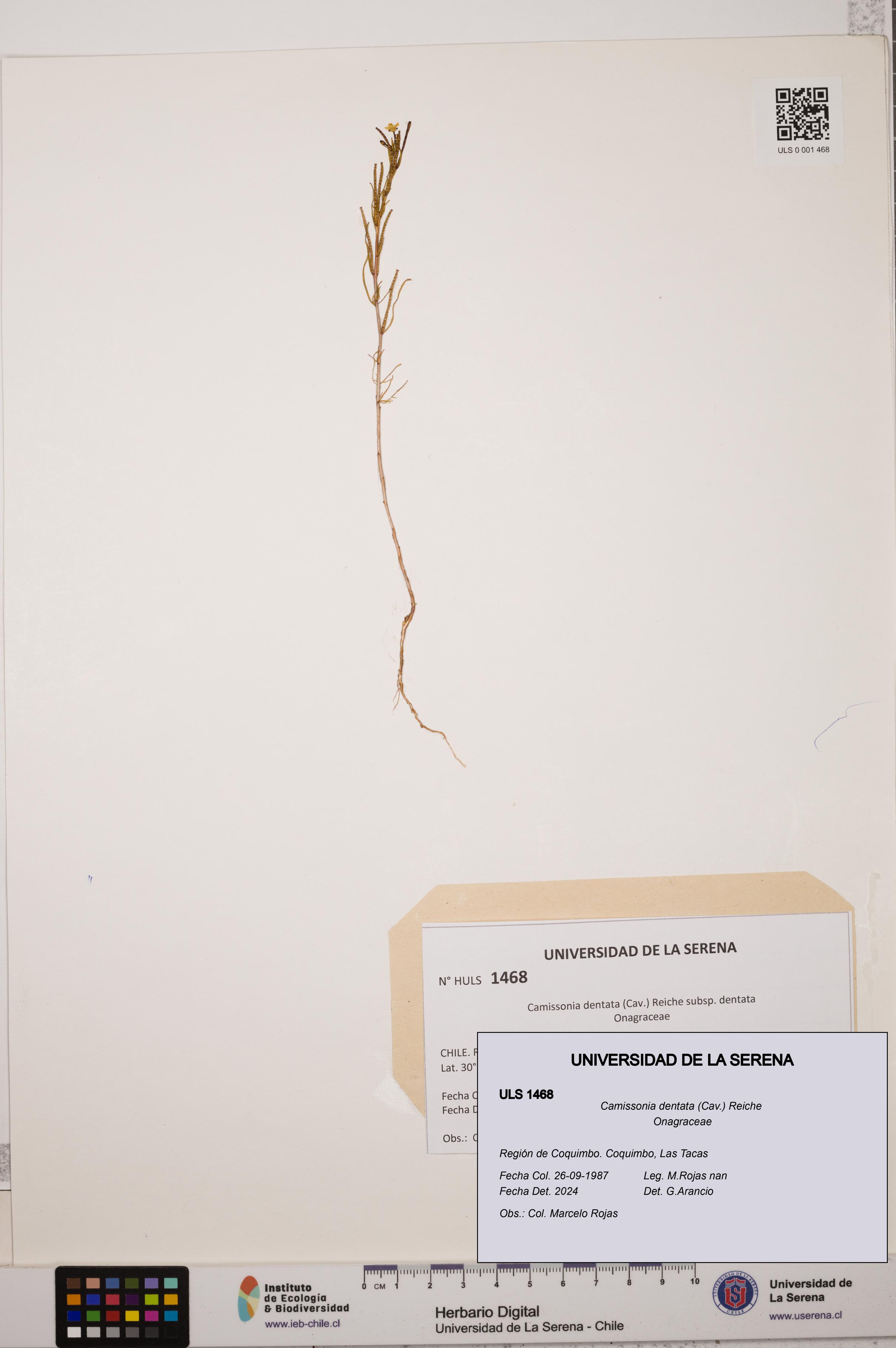 Camissonia dentata [Espécimen: ULS:ULS:0001468]