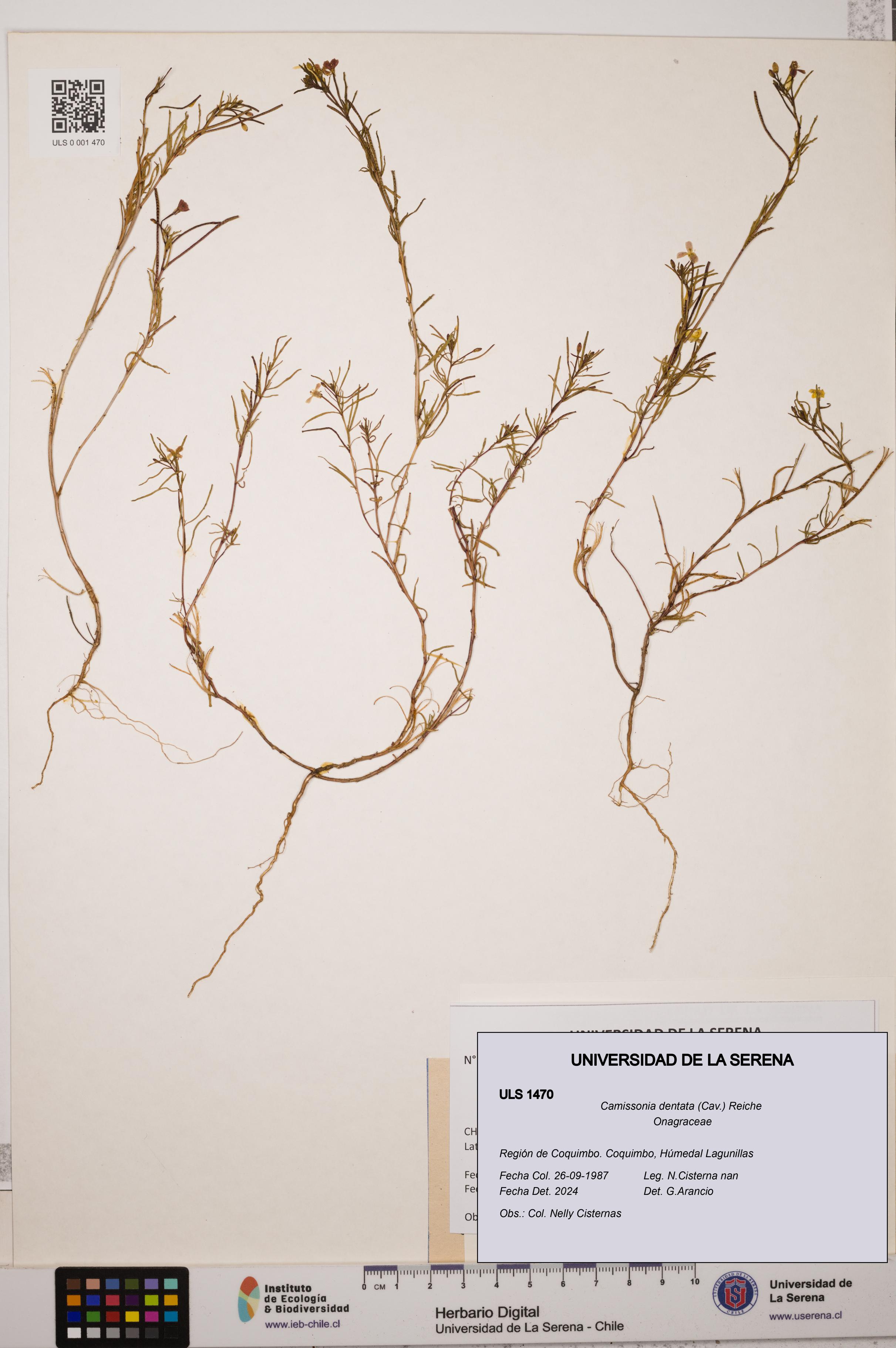 Camissonia dentata [Espécimen: ULS:ULS:0001470]
