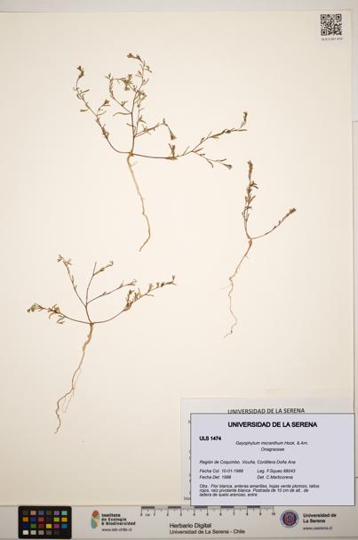 Gayophytum micranthum [Espécimen: ]