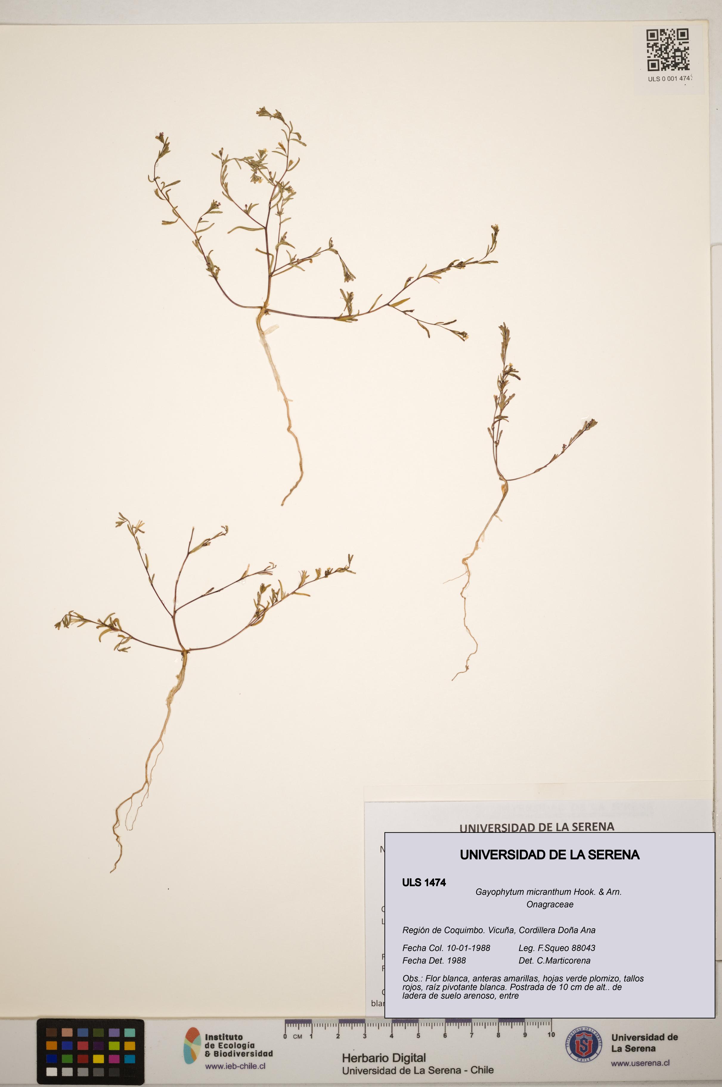 Gayophytum micranthum [Espécimen: ]