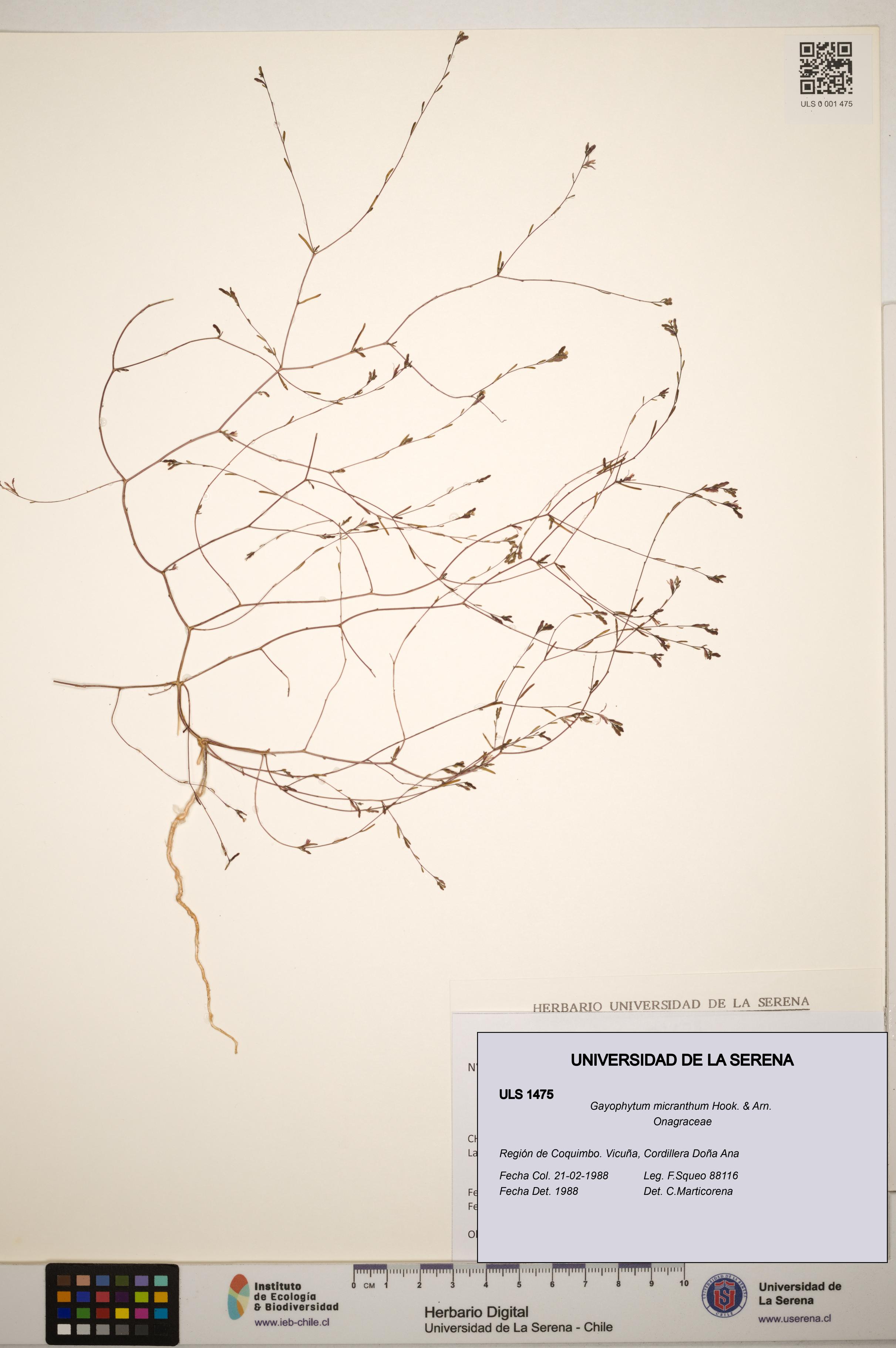 Gayophytum micranthum [Espécimen: ]