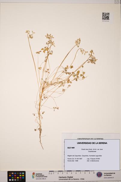 Oxalis laxa var. laxa [Espécimen: ULS:ULS:0001481]