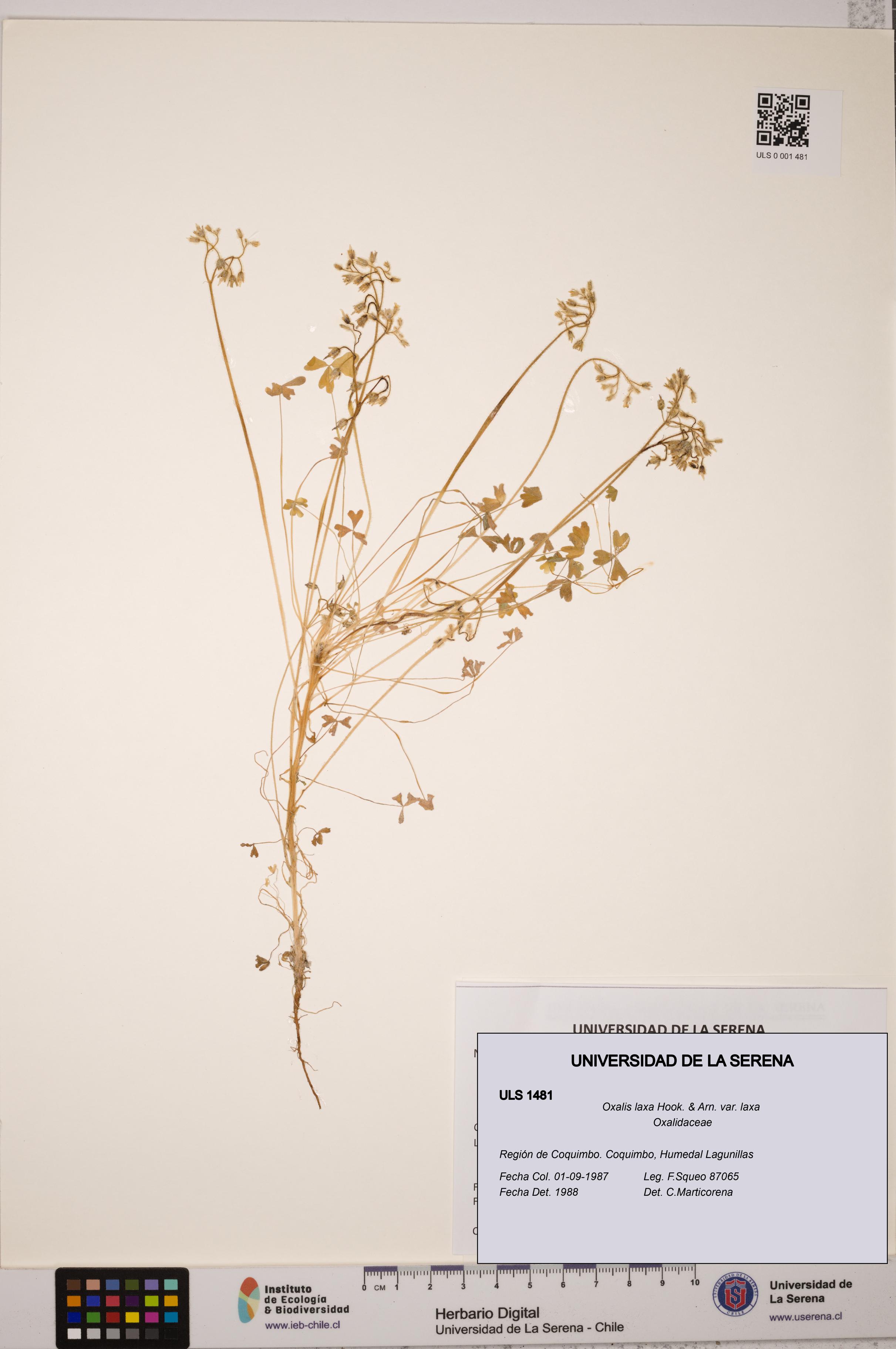 Oxalis laxa var. laxa [Espécimen: ULS:ULS:0001481]