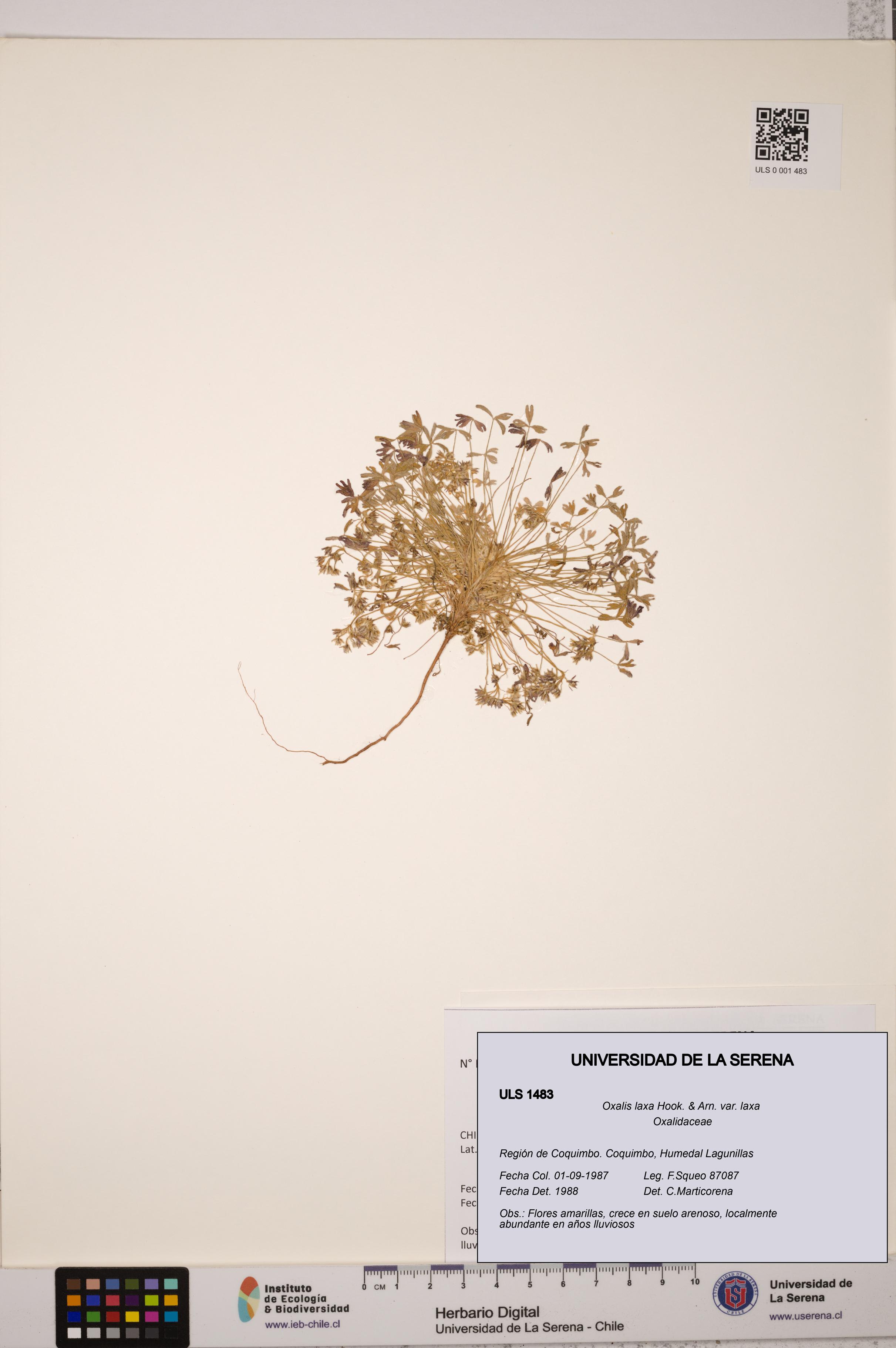 Oxalis laxa var. laxa [Espécimen: ULS:ULS:0001483]