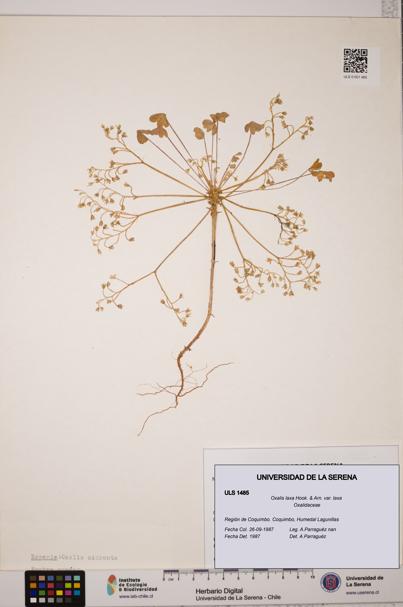 Oxalis laxa var. laxa [Espécimen: ULS:ULS:0001485]