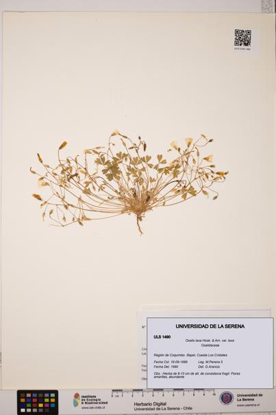Oxalis laxa var. laxa [Espécimen: ULS:ULS:0001490]
