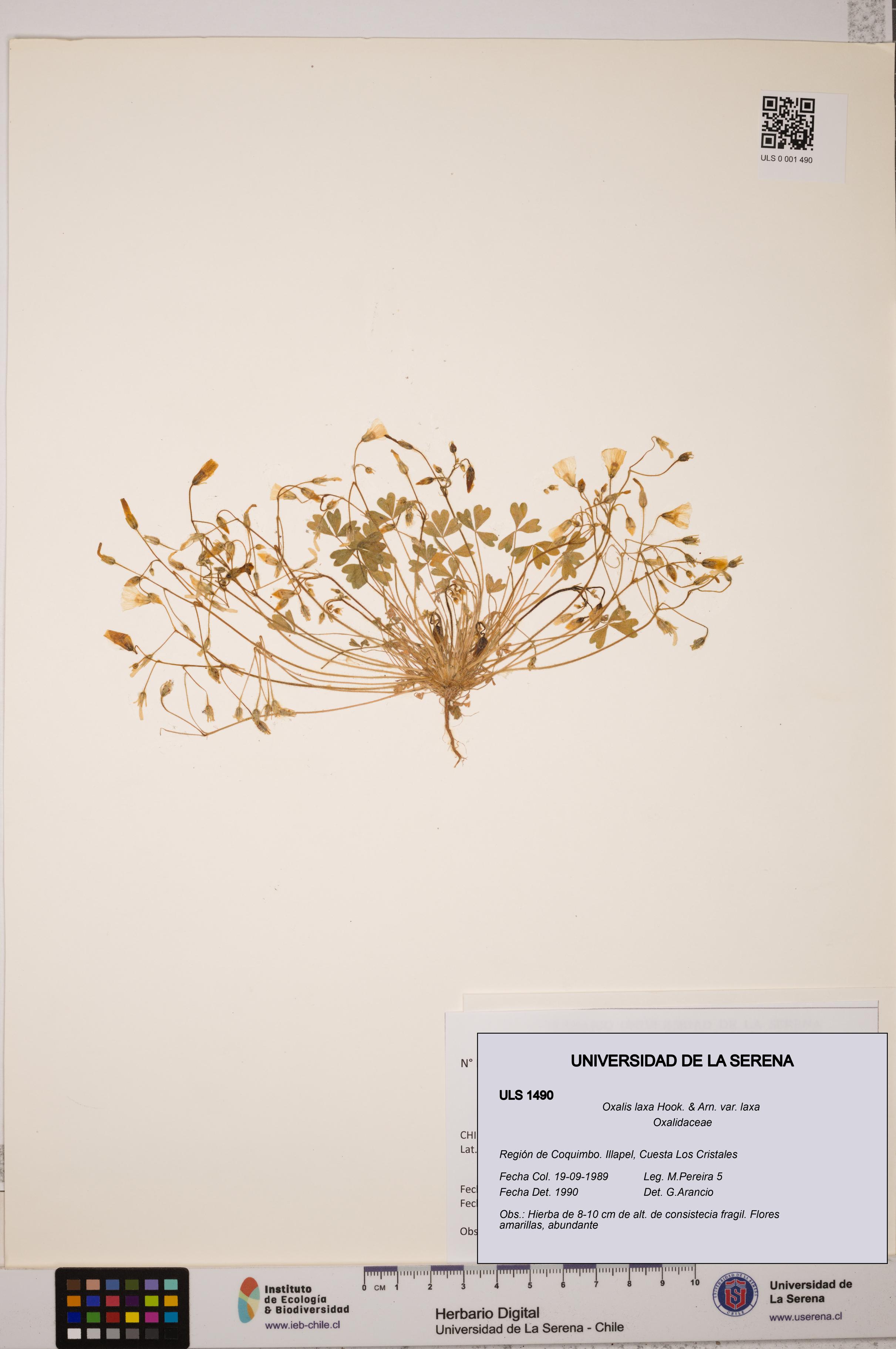 Oxalis laxa var. laxa [Espécimen: ULS:ULS:0001490]