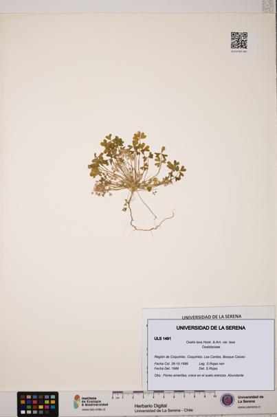 Oxalis laxa var. laxa [Espécimen: ULS:ULS:0001491]