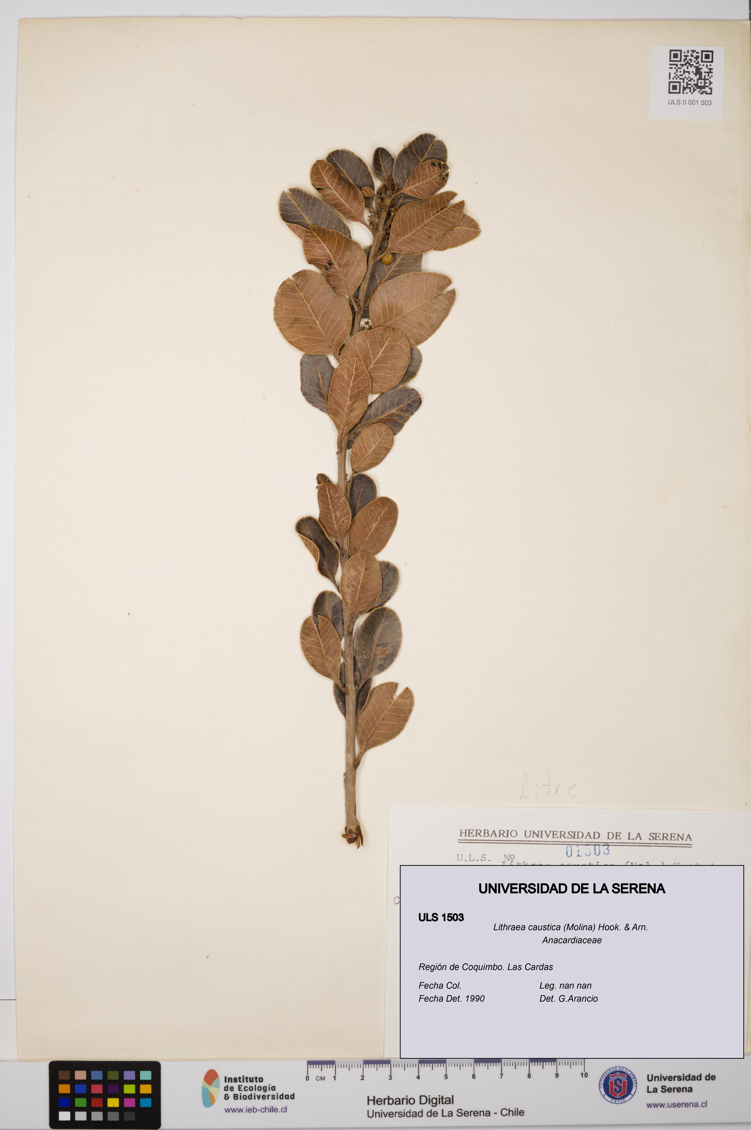 Lithraea caustica [Espécimen: ULS:ULS:0001503]