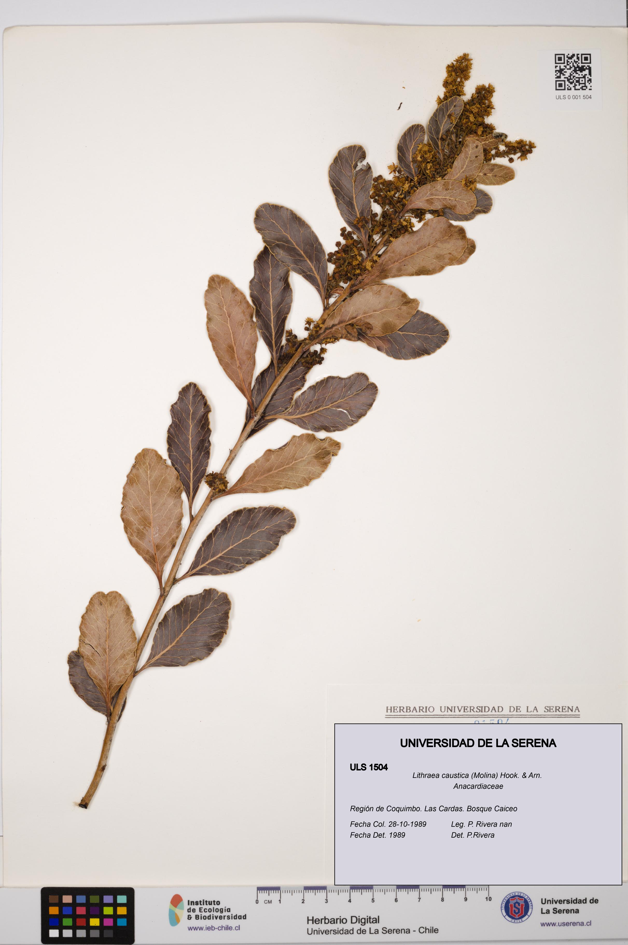 Lithraea caustica [Espécimen: ULS:ULS:0001504]