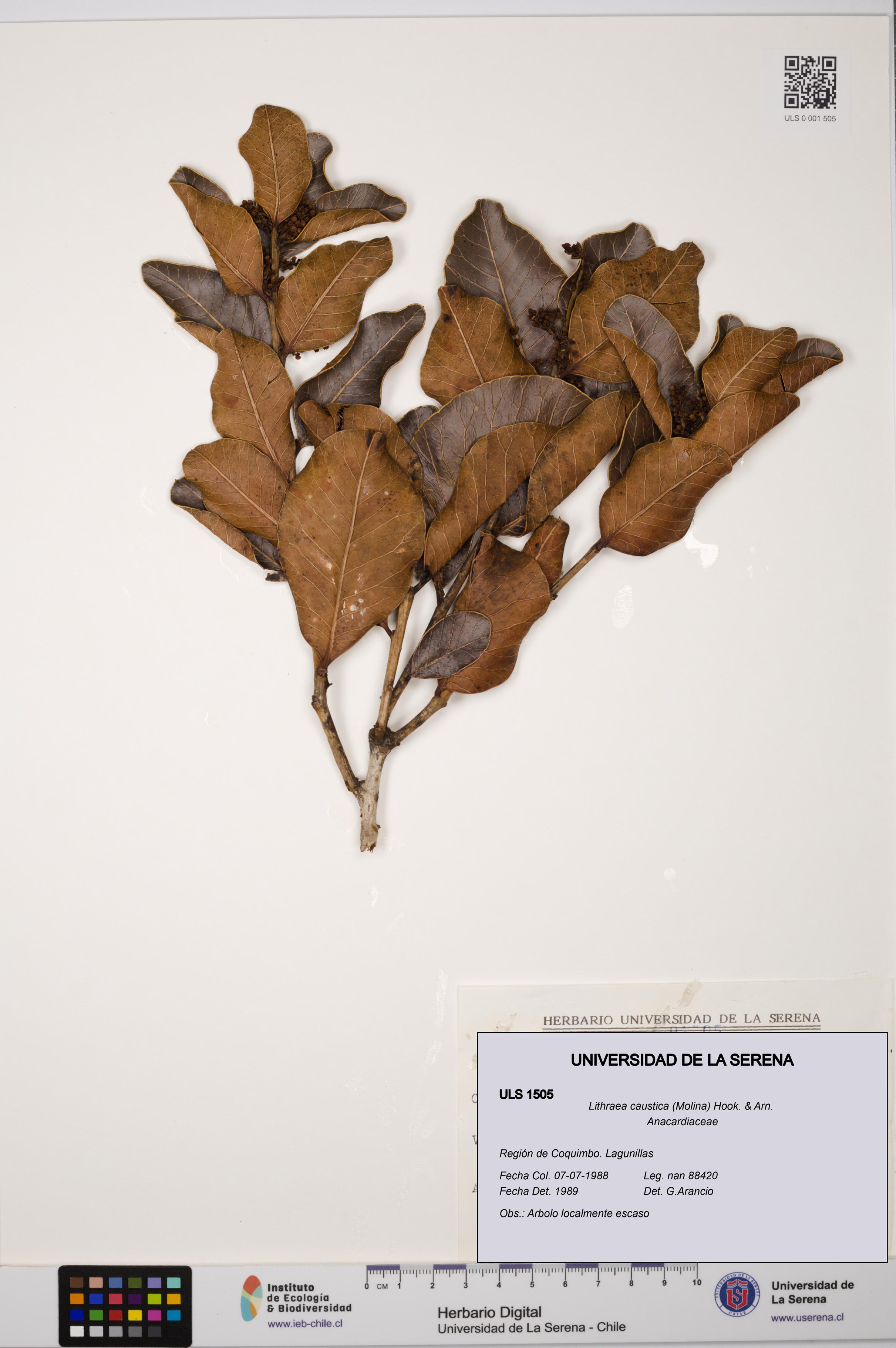 Lithraea caustica [Espécimen: ULS:ULS:0001505]