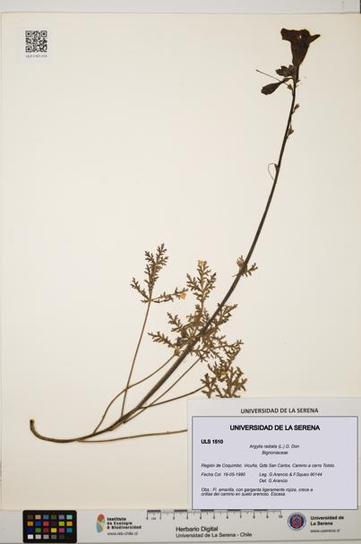 Argylia radiata [Espécimen: ULS:ULS:0001510]