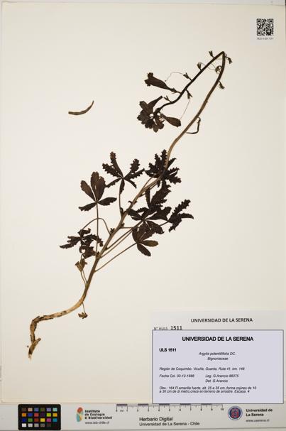 Argylia potentillifolia [Espécimen: ULS:ULS:0001511]