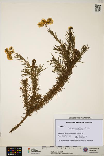 Heliotropium stenophyllum [Espécimen: ULS:ULS:0001512]