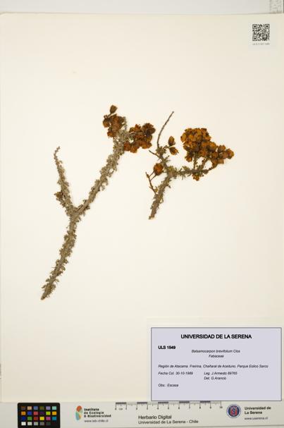 Balsamocarpon brevifolium [Espécimen: ULS:ULS:0001549]
