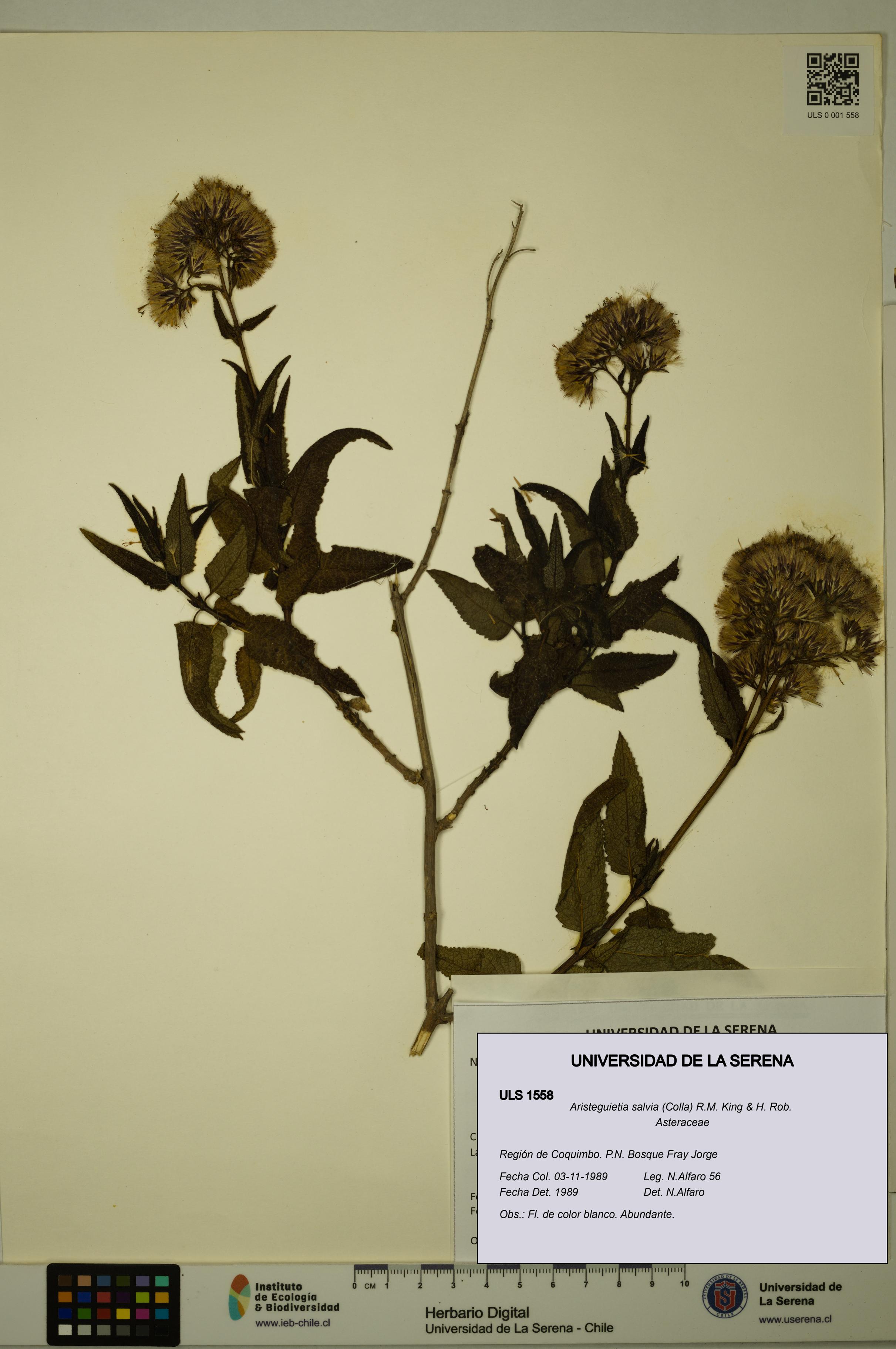 Aristeguietia salvia [Espécimen: ULS:ULS:0001558]